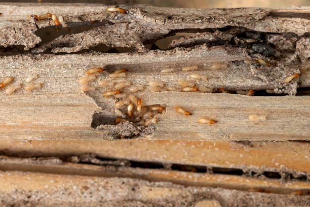 Pest Prevention Services in Linden, TN